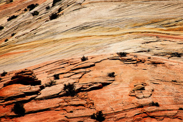 Fototapeta na wymiar textured rock in Zion national park Utah
