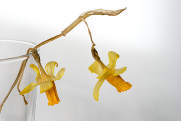Two withered, dried Narcissus flowers in a glass