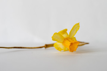 Lying withered, dried Narcissus flower