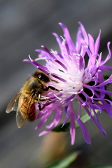 Bee on Purple Flower