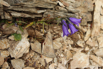 Retezat mountains