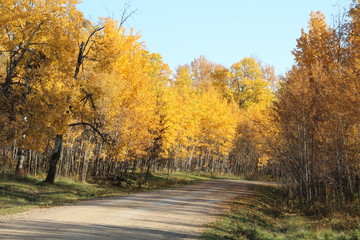 Autumn Colours Along Bison Loop Road, Elk Island National Park, Alberta