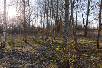 Aspen trees in the early spring.