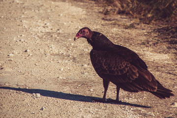 Vulture Contemplating