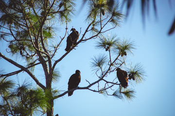 Bird Sanctuary