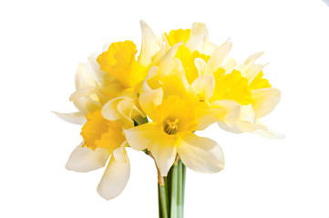 Fototapeta na wymiar bouquet of daffodils isolated closeup