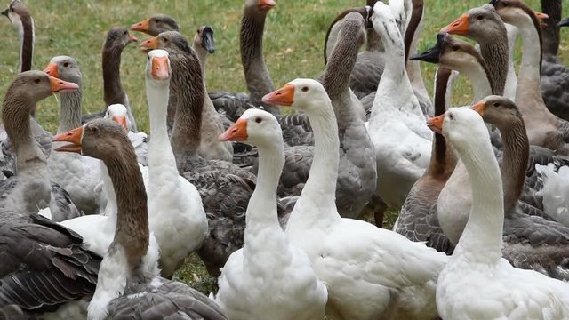 Cinemagraph with goose, seamless loop