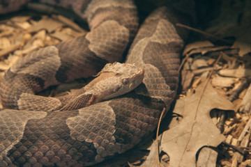 Molting Rattlesnake