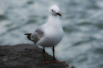 Dream , bird, sea, animal, water, nature, ocean, beach, white, wildlife, birds, rock, wing, wild, blue, sky, fly, shore