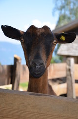 Neugierige Ziege schaut &uuml;ber einen Zaun