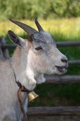 Ziege mit Glöckchen um den Hals