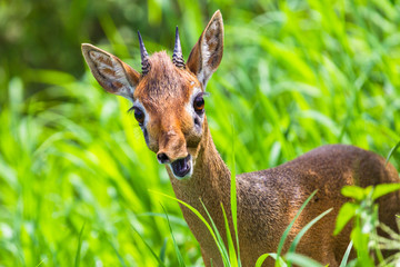 Dik dik antelope in Tarangire National Park, Tanzania.