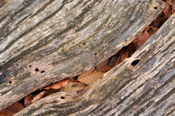 Obraz premium trockenes Laub in einem Spalt in verwittertem Holz