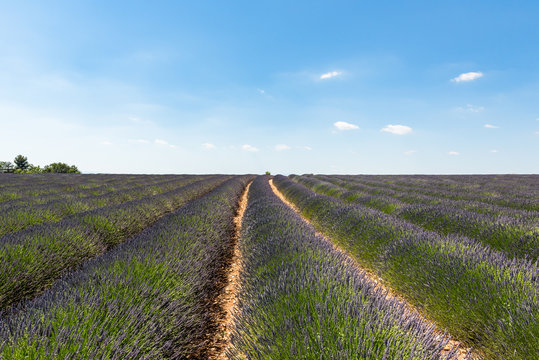 Frankreich, Provence-Alpes-C&ocirc;te d'Azur, Baudinard-sur-Verdon, Lavendelfelder in der Hochebene von Valensole