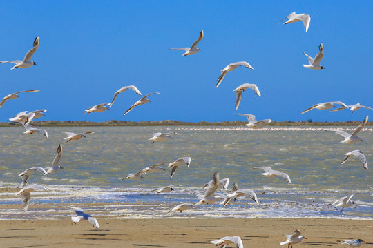 Camargue