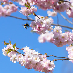 The blossoming Oriental cherry against the background of the blue sky.