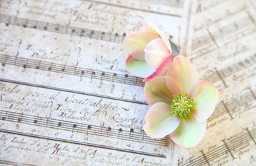 Lenten roses (hellebore) on old sheet music