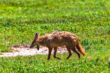 Jackal at Ngorongro Crater conservation area. Tanzania.