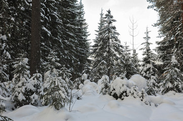 Wintery forest.