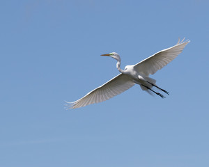 Great Egret in Flight