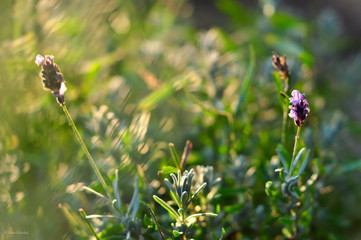 Lavender plant in a setting sun