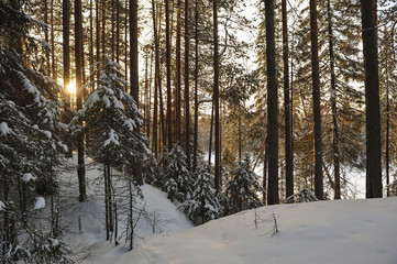 Wintery forest.