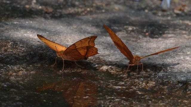 Windmill and Swordtail Butterfly in Thailand and Southeast Asia.