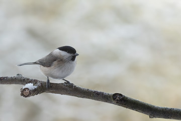 marsh tit (Poecile palustris), a small passerine bird closely related to the willow tit on on a branch in winter, blurred background with copy space