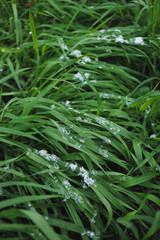 Lawn covered with snow.