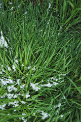 Lawn covered with snow.