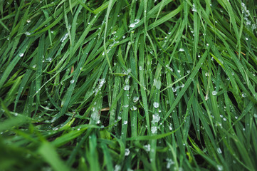 Lawn covered with snow.