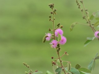 Flor e botão.