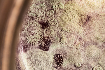 development of mold on organic basis, abstract background