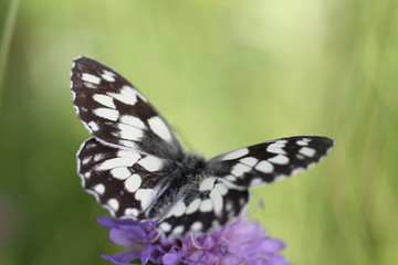 Fototapeta na wymiar Schmetterling Schachbrett