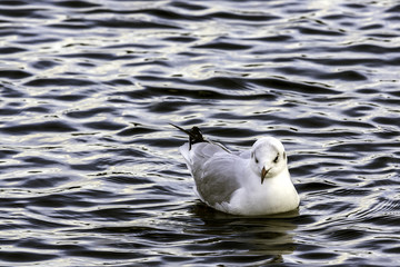 Swimming common gull in Bedfont Lakes Country Park, London, United Kingdom