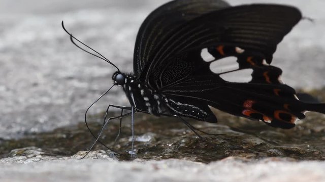 Windmill and Swordtail Butterfly in Thailand and Southeast Asia.