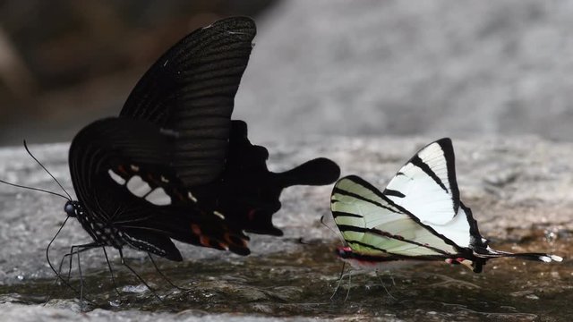 Windmill and Swordtail Butterfly in Thailand and Southeast Asia.