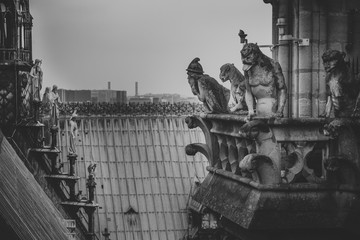 Stone statues of chimeras overlooking the rooftop of Notre-Dame de Paris cathedral from the towers gallery with the statue of an angel with trumpet and the city vanishing in the mist.