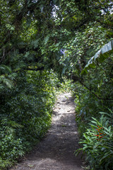 Tunnel Created by Trees and Plants of the Rainforest of Mombacho Volcano, Nicaragua