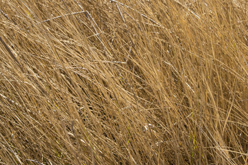 Close-up of Golden Grass Texture