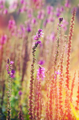 Soft pink meadow flower on sunrise nature background