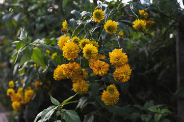 Rudbeckia flowers.