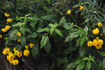 Rudbeckia flowers.