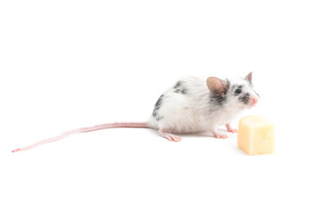 Fototapeta na wymiar Decorative cute mouse sniffing cheese on a light background
