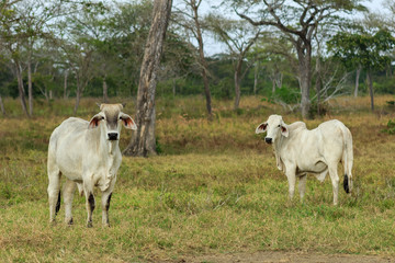 cow in venezuela