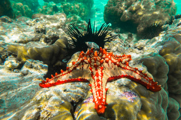 Unterwasserfotografie. Roter geknöpfter Seestern und Seeigel. Sansibar, Tansania.