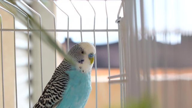 Domestic caged blue male Parakeet bird, closeup, jumping and moving