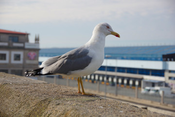 Fototapeta na wymiar Seagull staying on the wall near port of Vigo, Vigo, Galicia, Spain