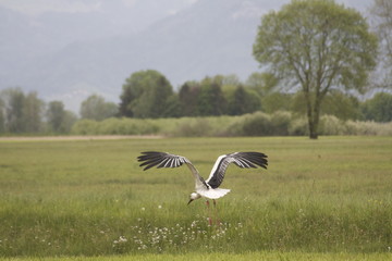 storch hebt ab