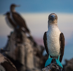 Blue Footed Booby